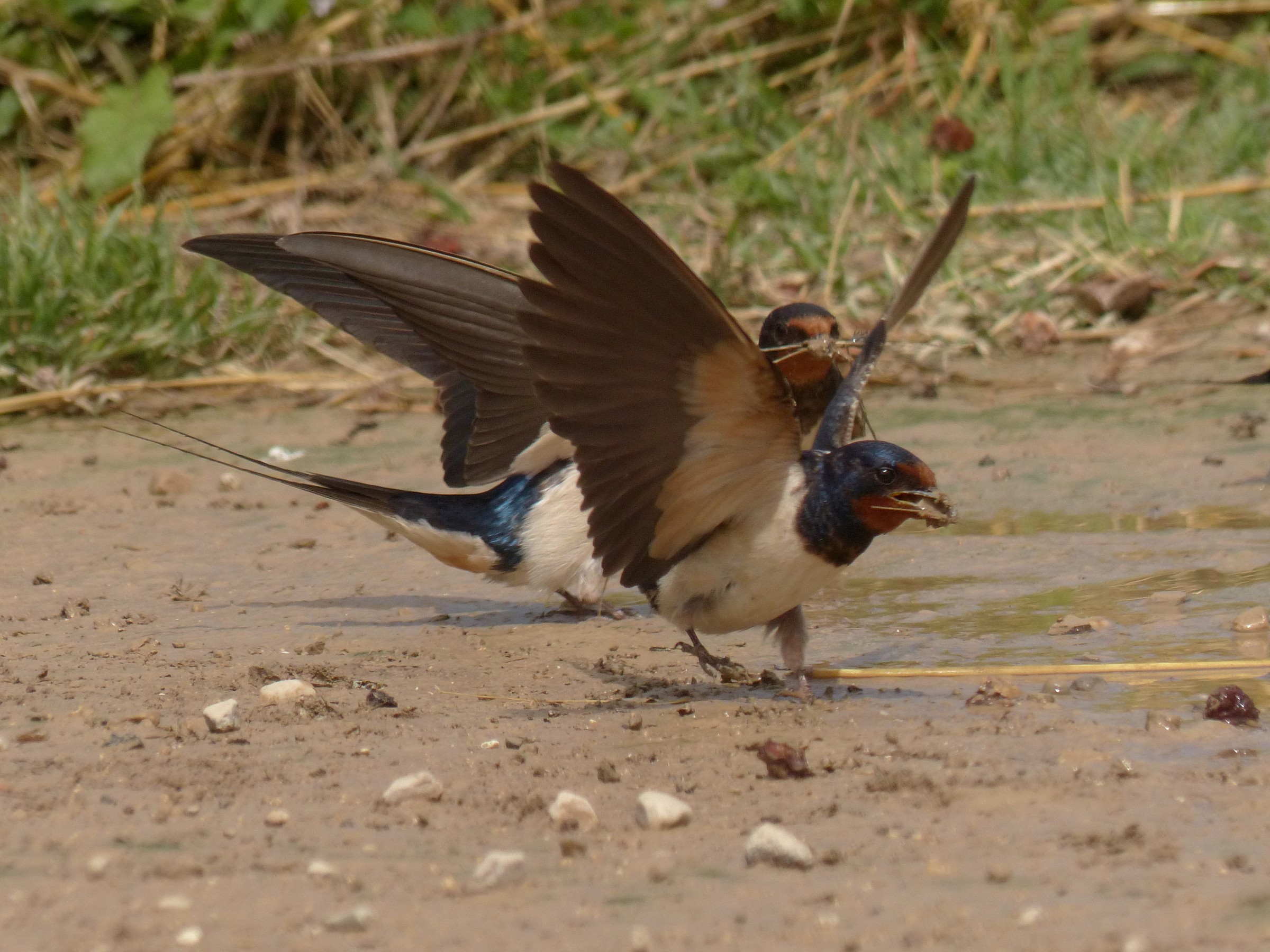 arrive with the bus from Bergamo