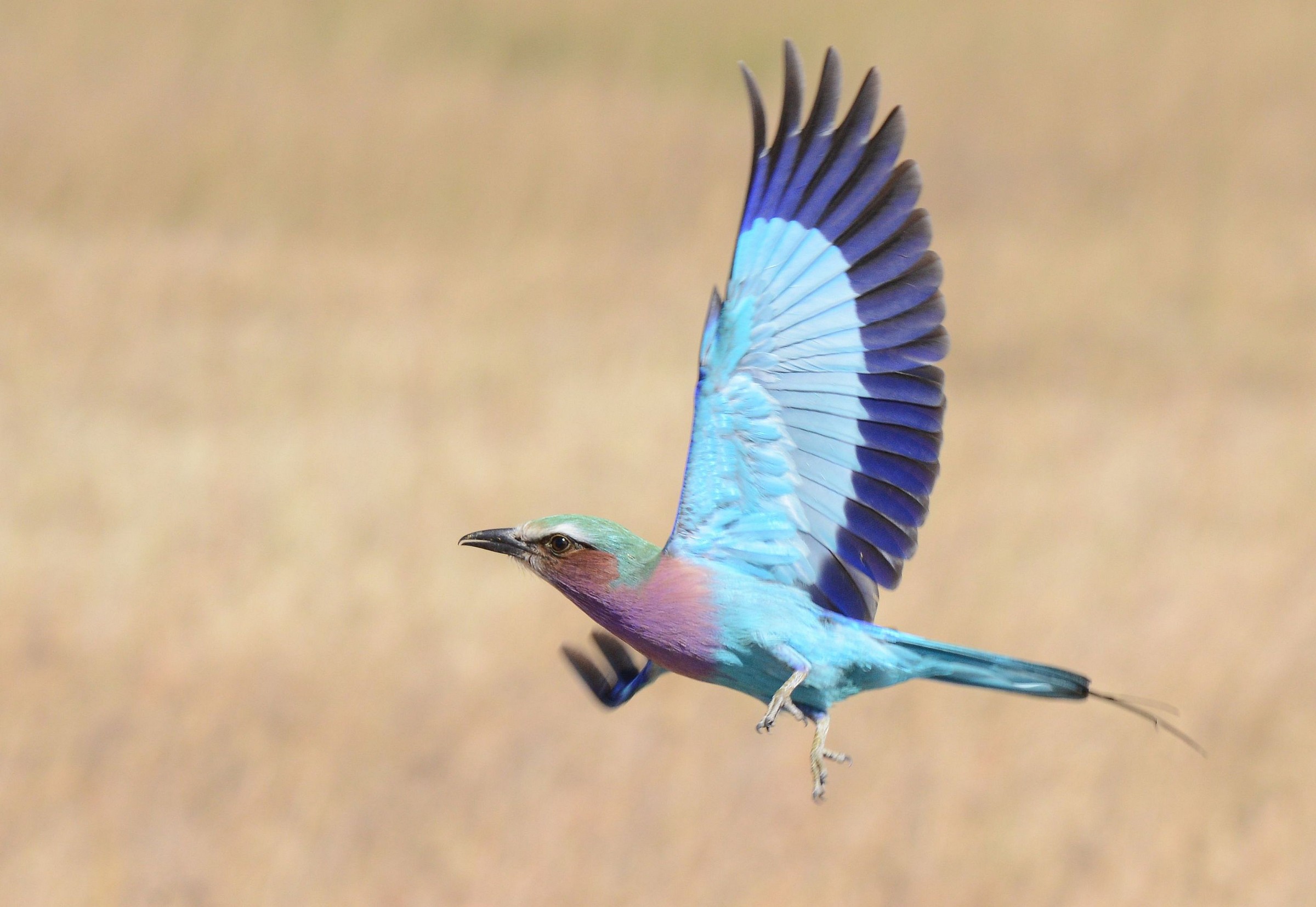 jay Lilac-breasted Roller