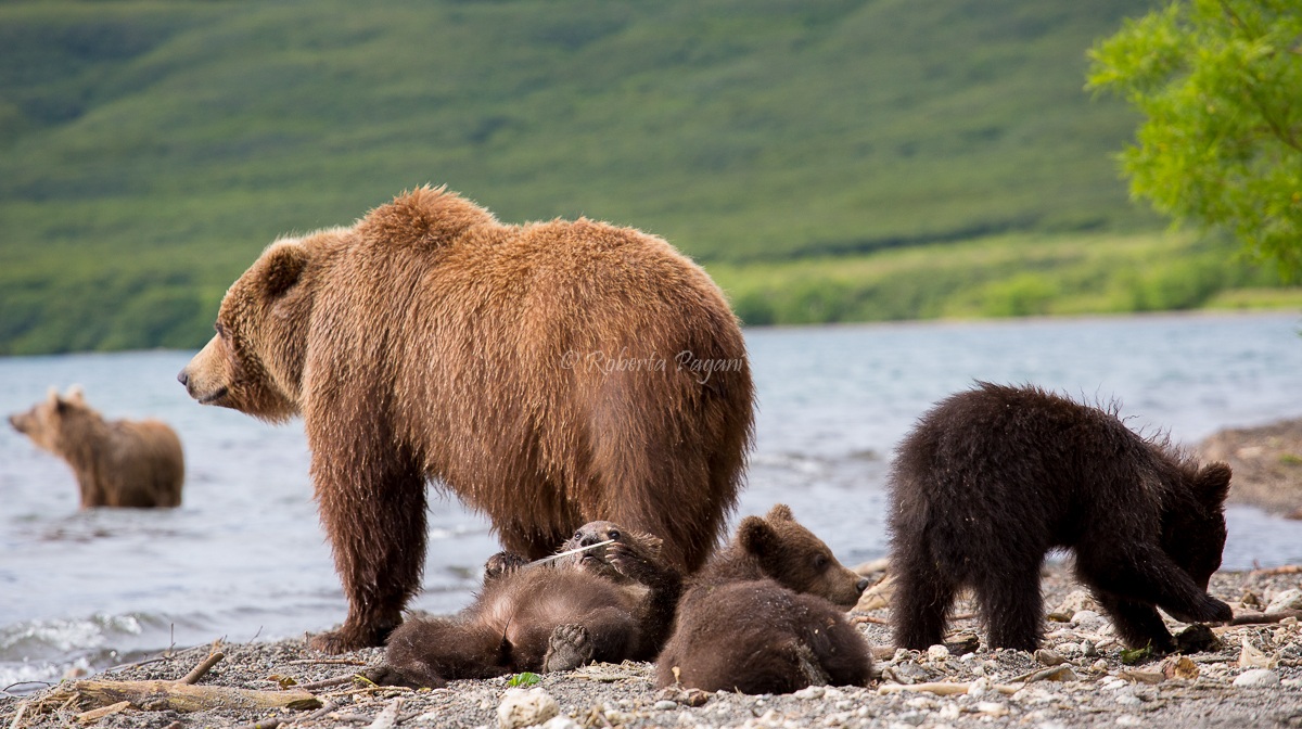 Giocando con una piuma