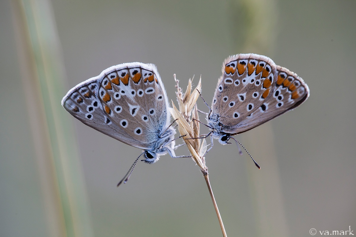 coppietta Polyommatus icarus