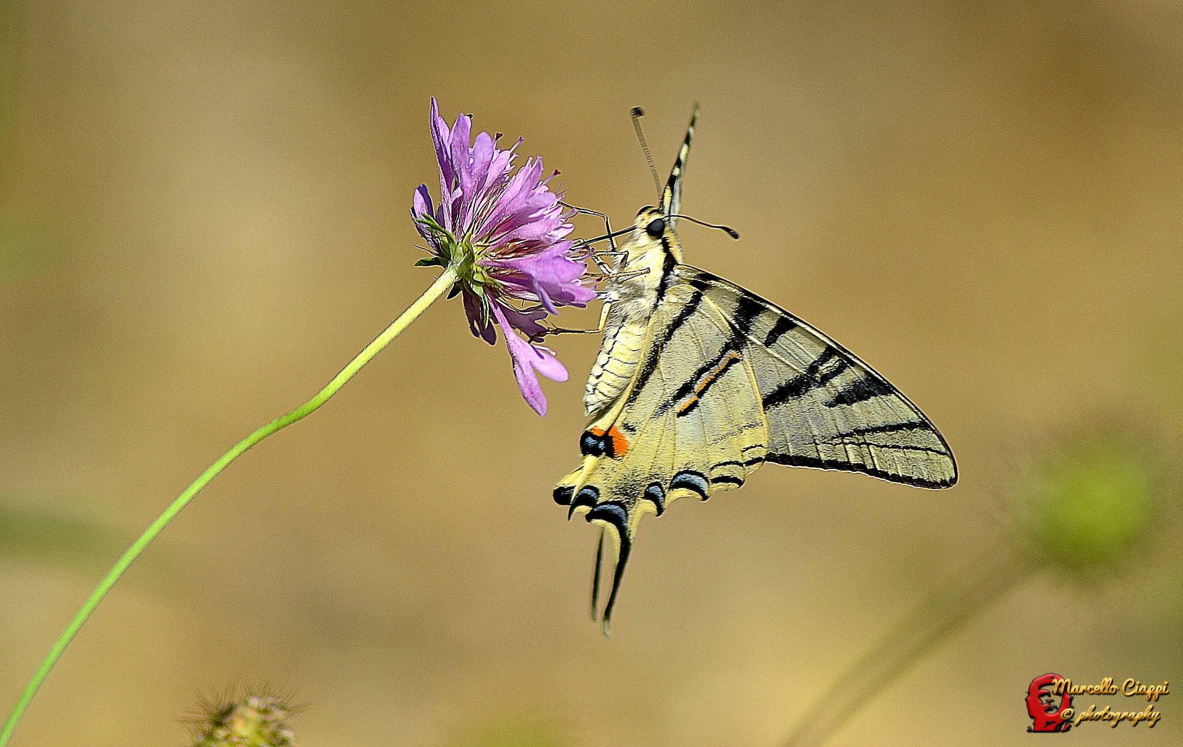 Scarce Swallowtail
