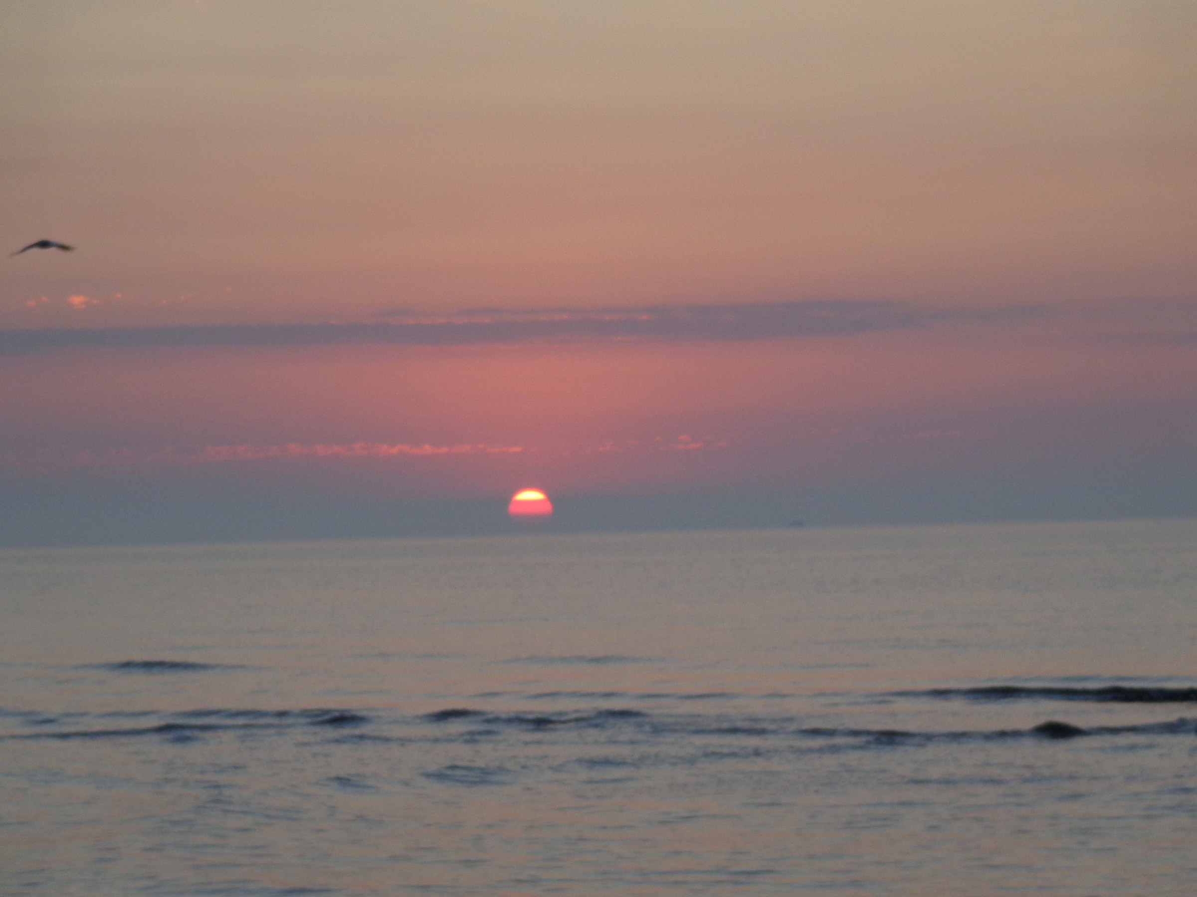 Il saluto del gabbiano al sole