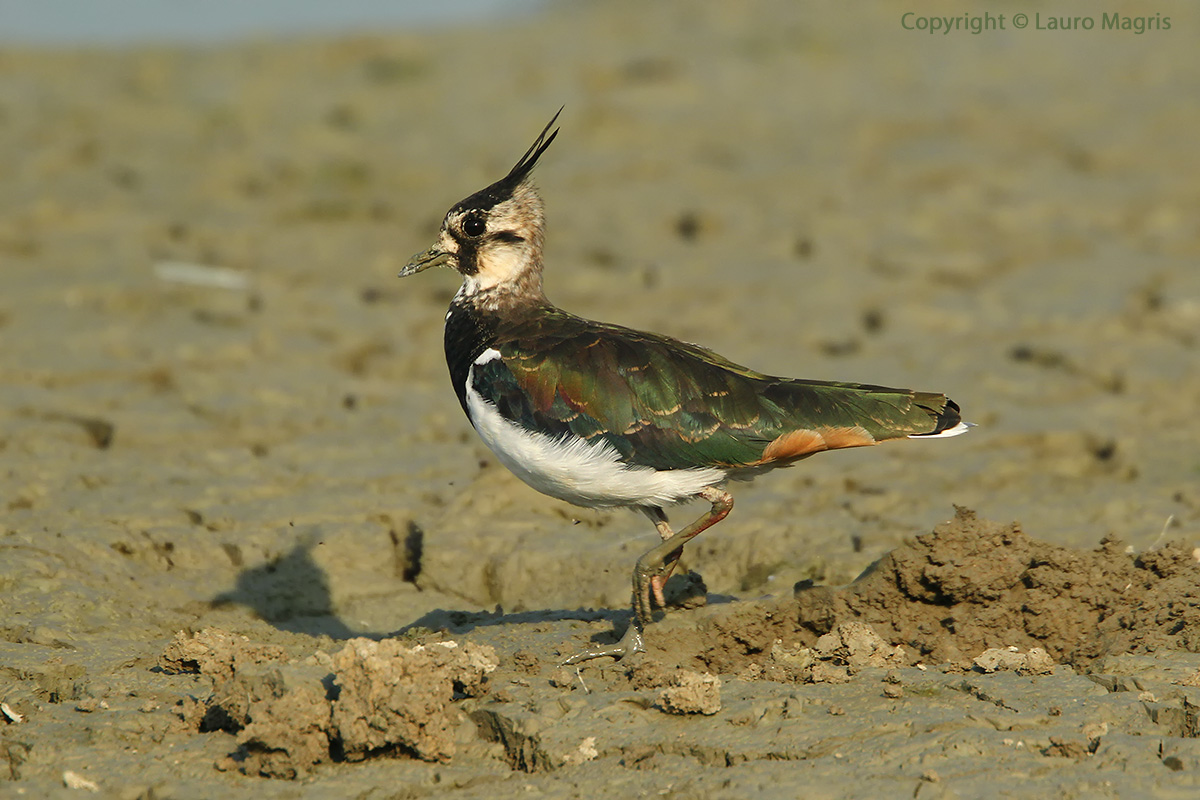 Pavoncella a passeggio