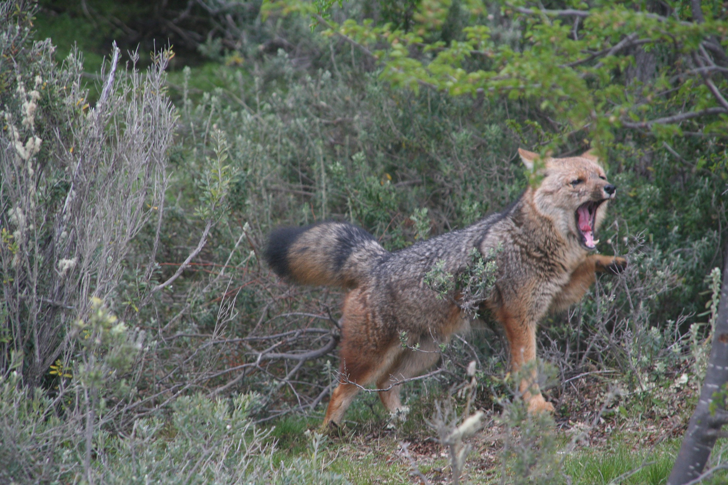 Terra del fuoco volpe