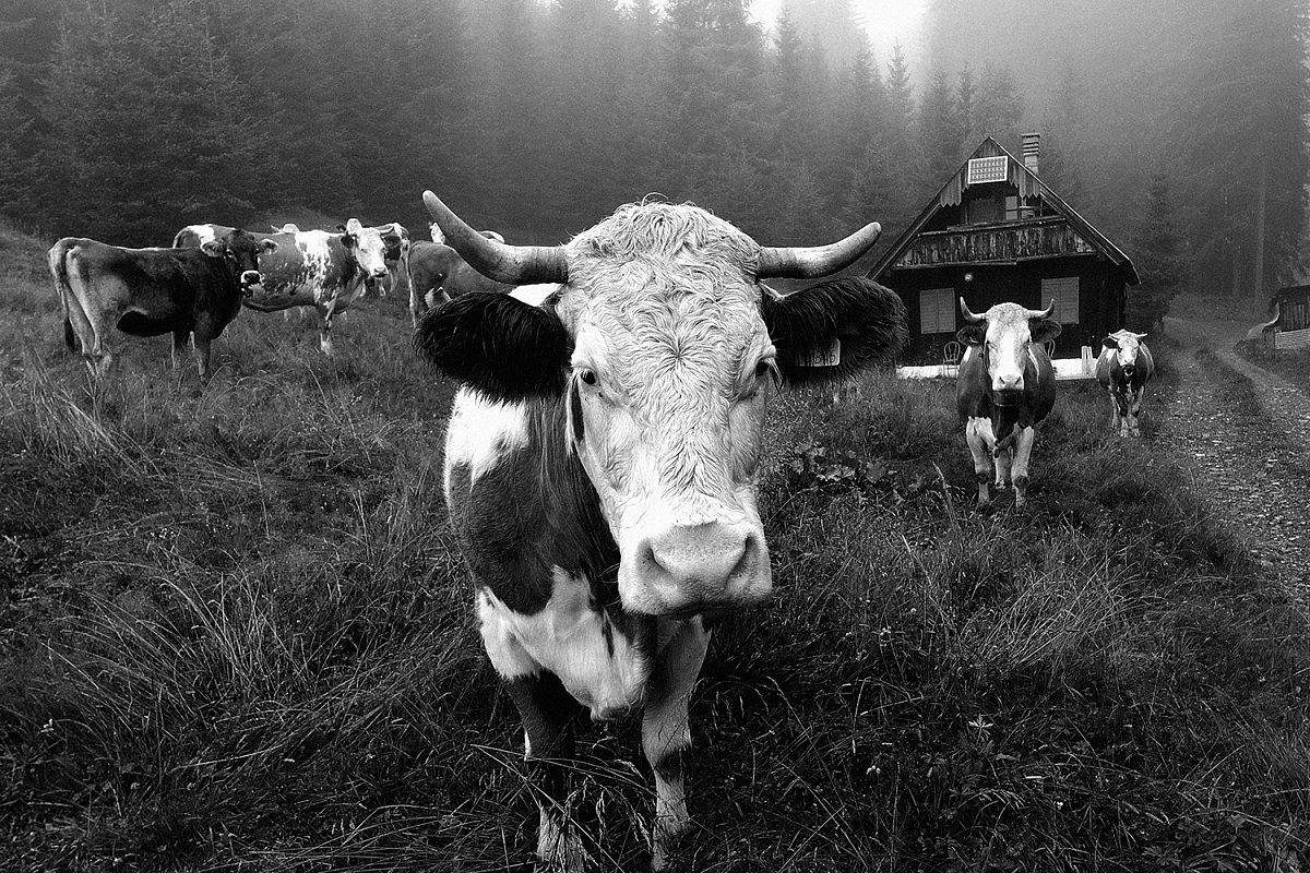 Mountain pastures in Val Uque
