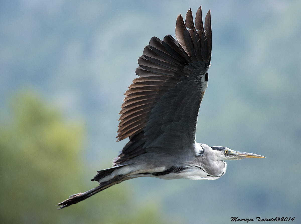 Grey Heron