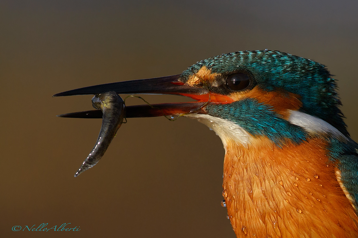 Kingfisher!
