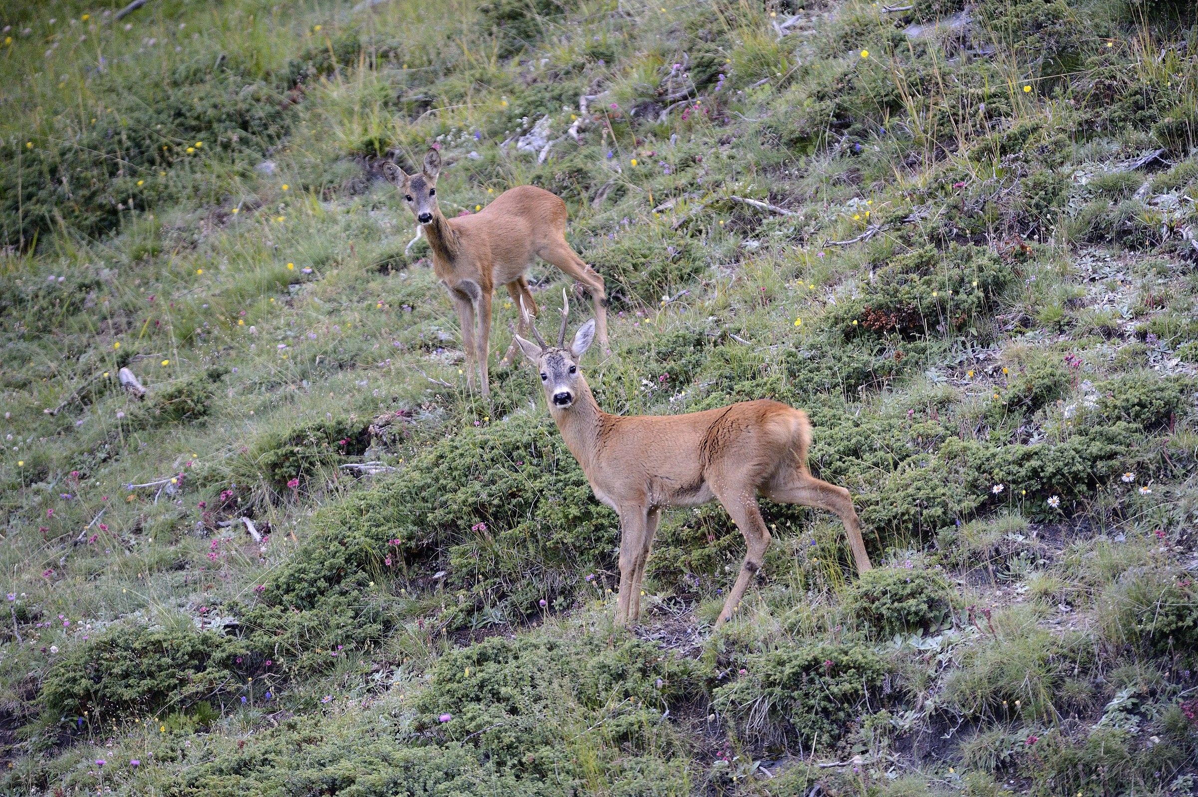 Pair of deer