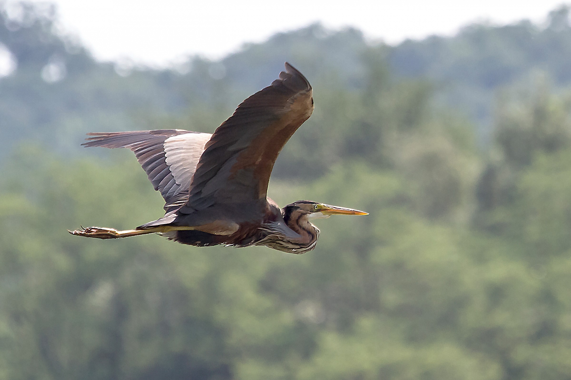 Purple Heron