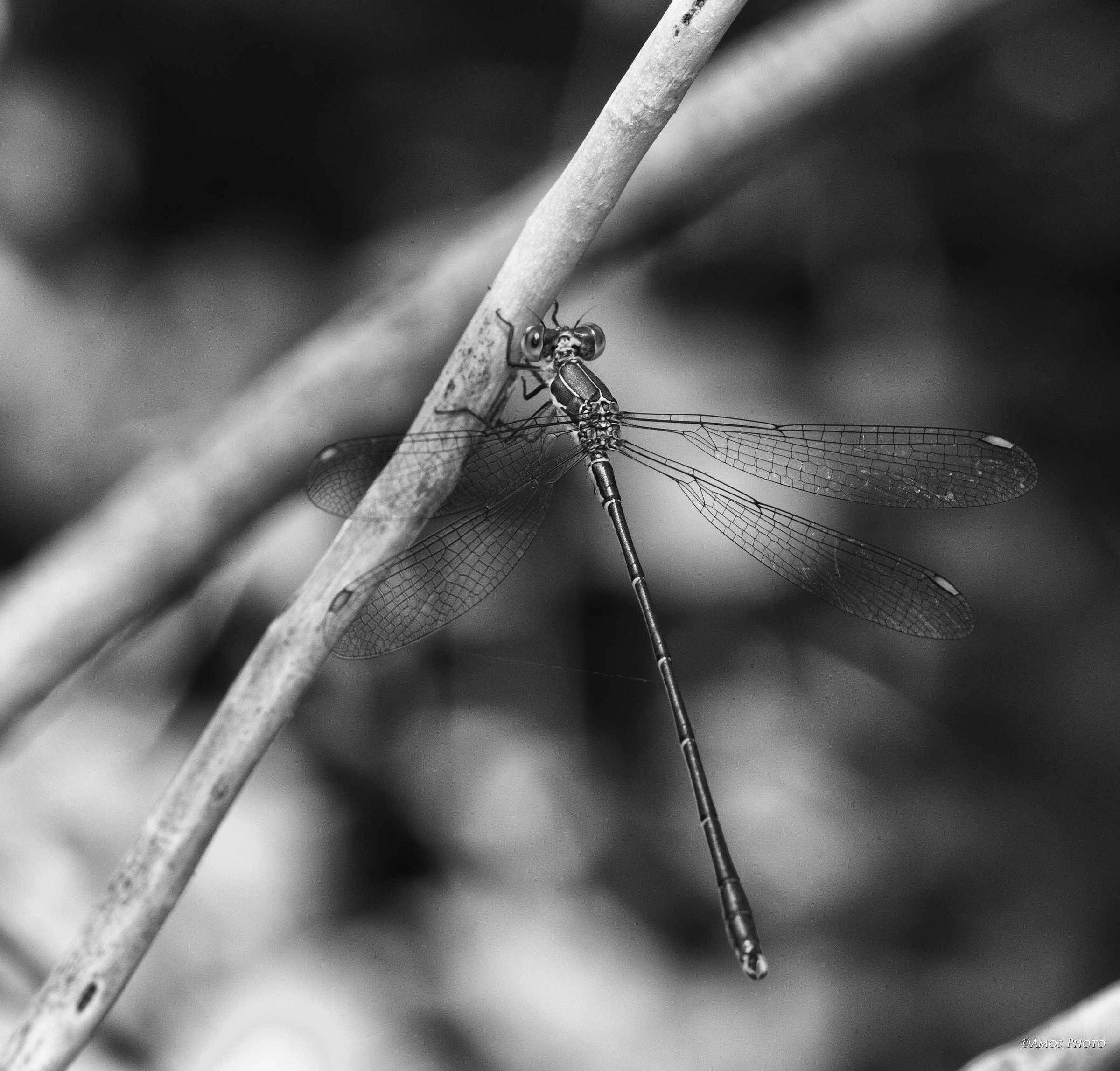 dragonfly