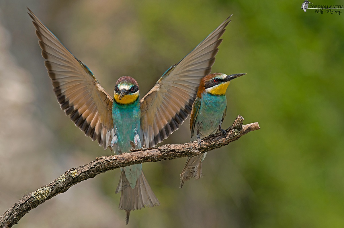 arrival at the roost