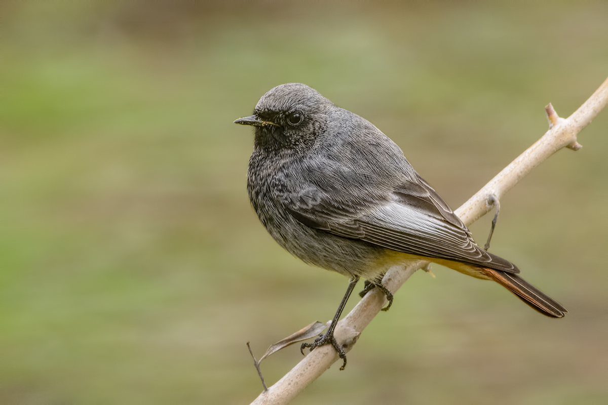 Codirosso spazzacamino (Phoenicurus ocruros)