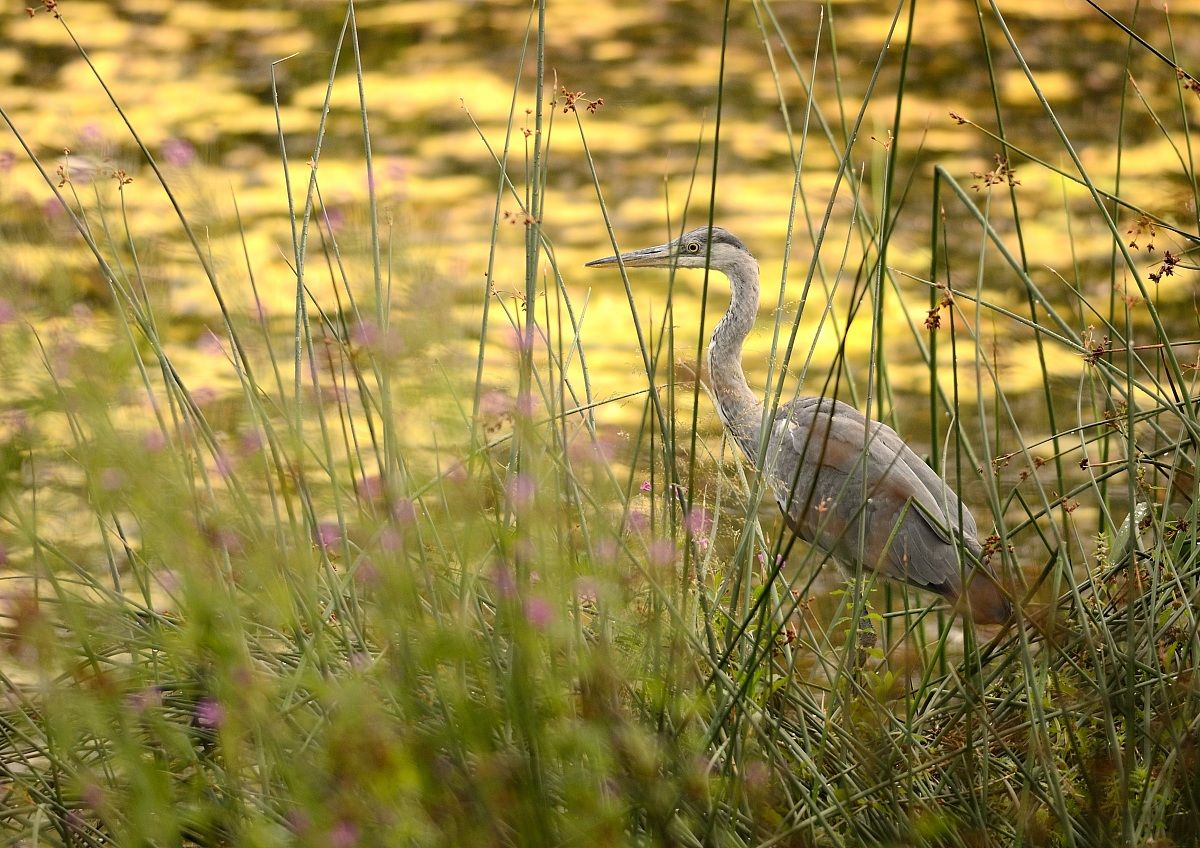 Grey Heron 2