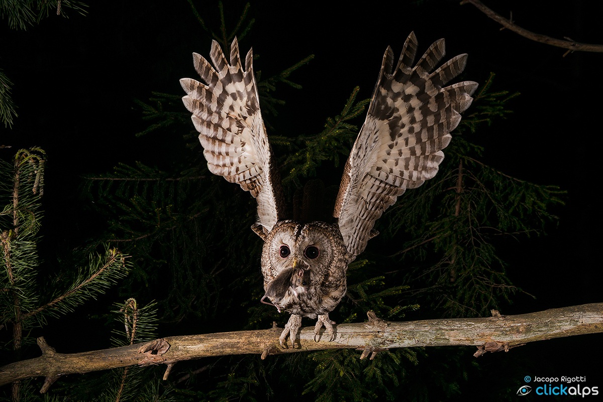 allocco | Strix aluco