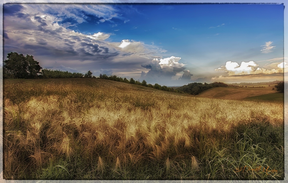 The gold of the earth