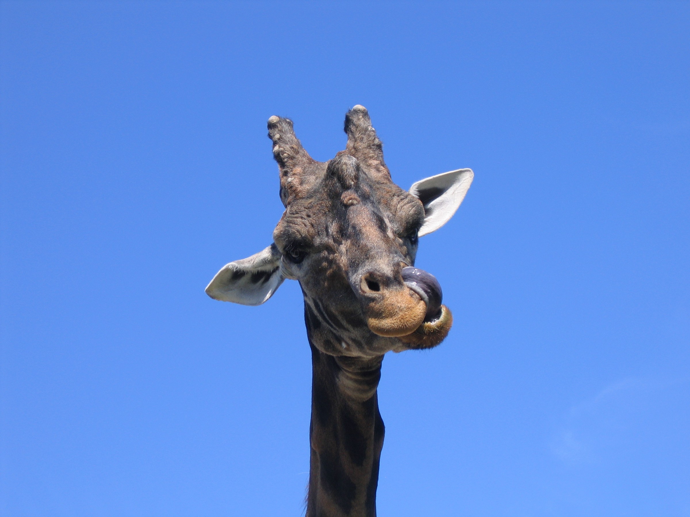 A cute giraffe