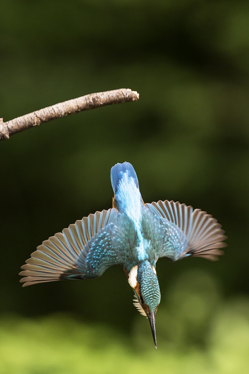 Kingfisher diving