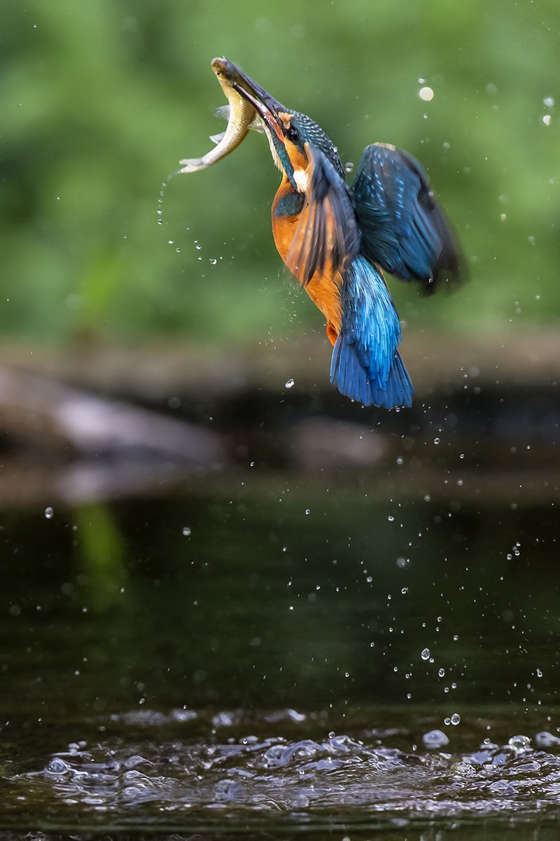 Martin pesctore with prey