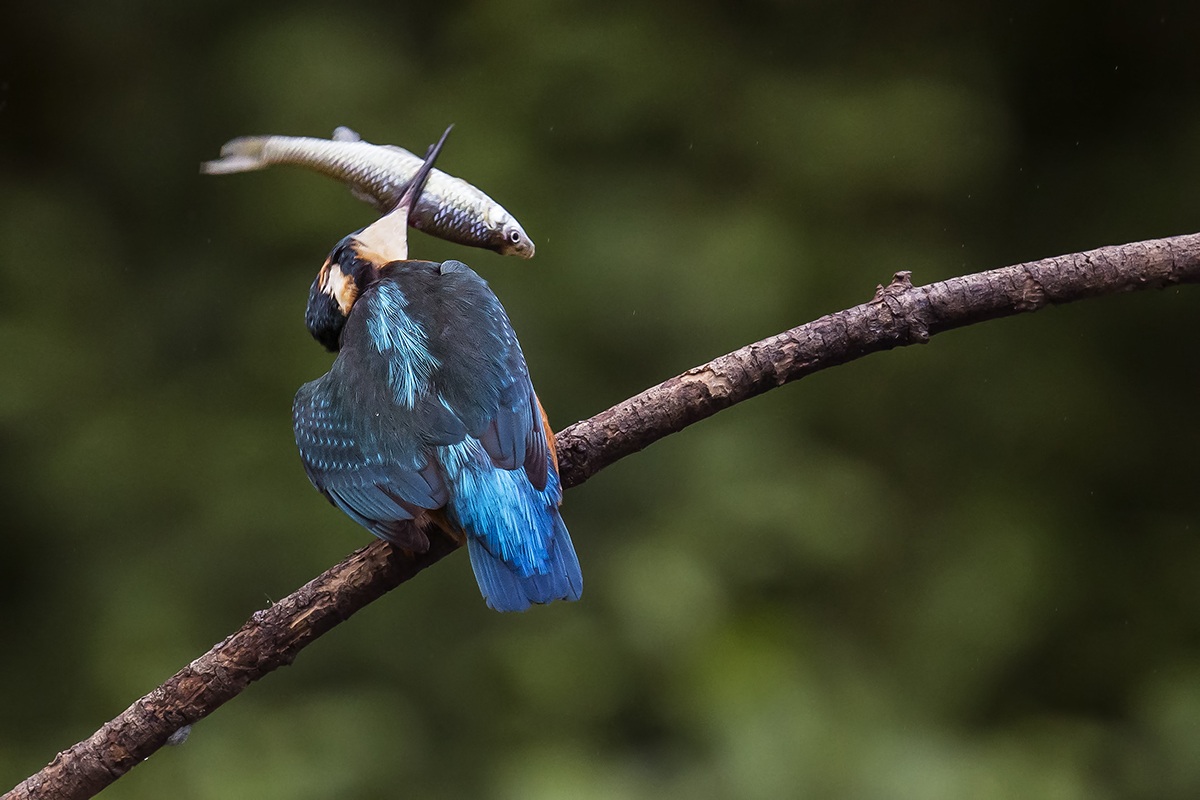 Kingfisher with fish