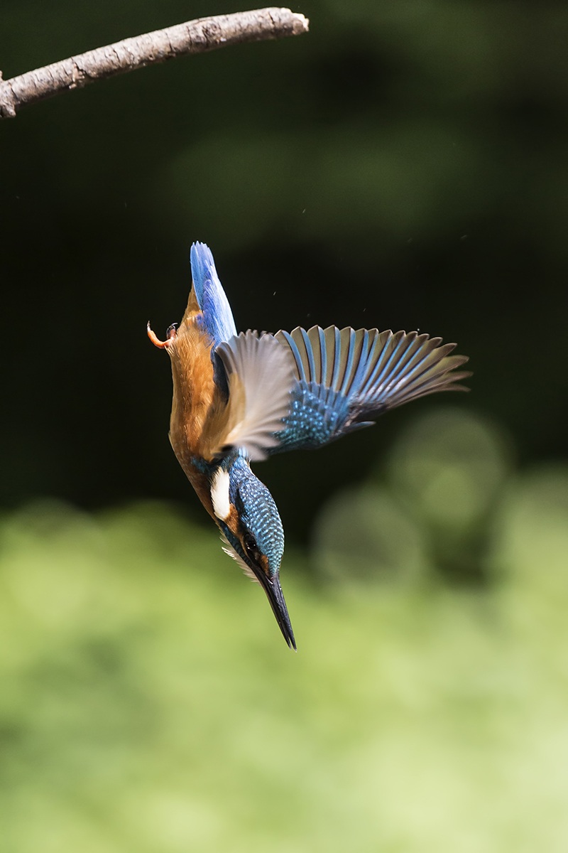 Kingfisher diving