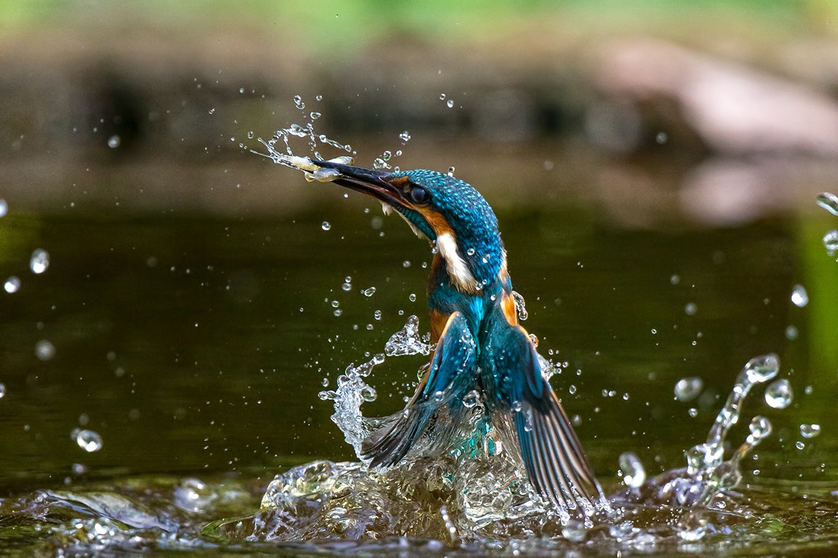 Kingfisher