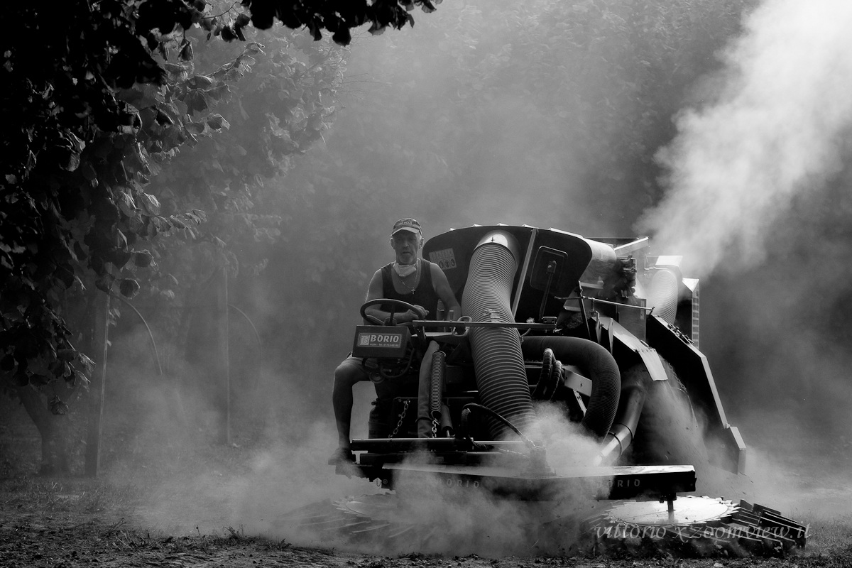 la mia raccoglitrice per nocciole in azione