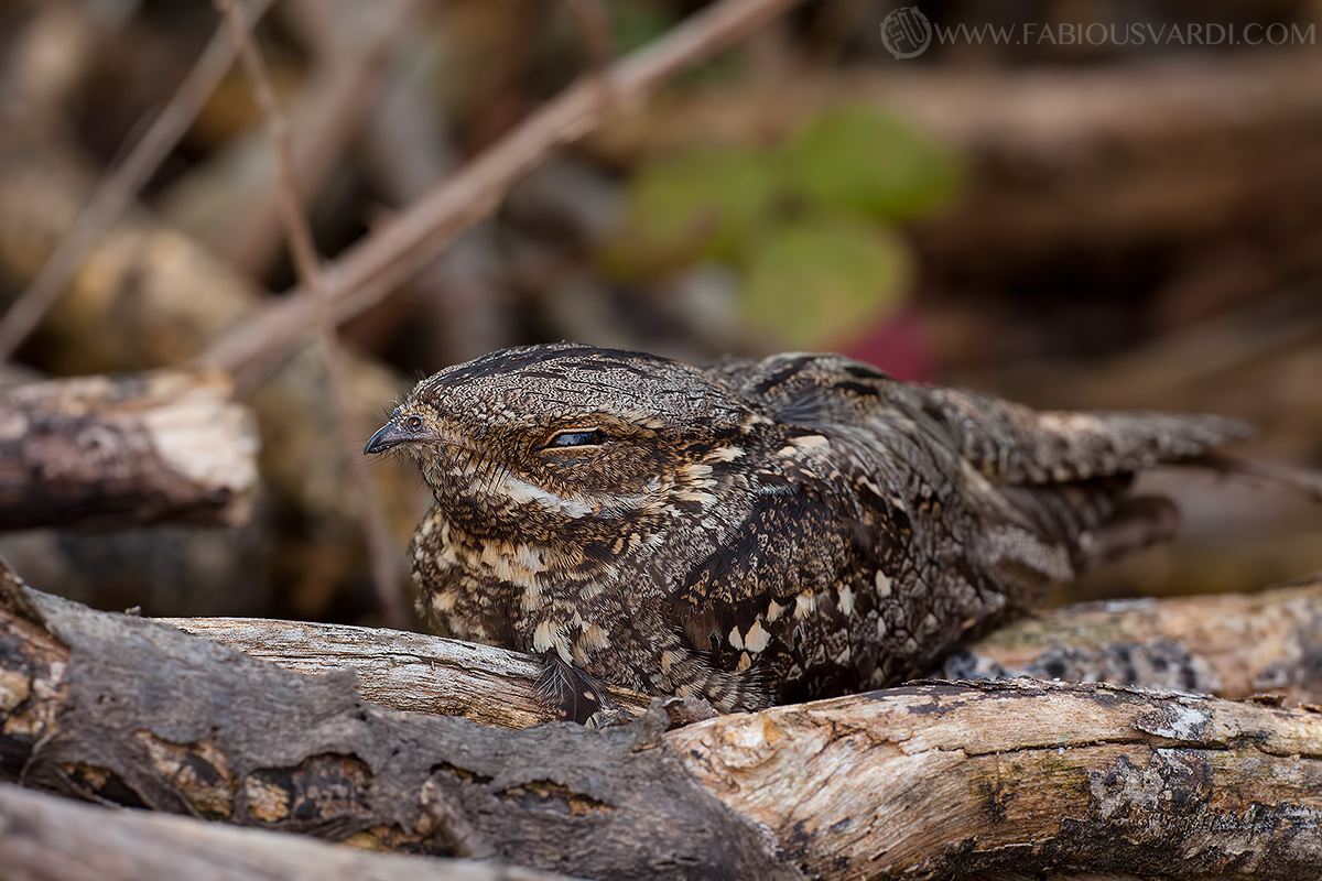 Nightjar with Macro 180mm