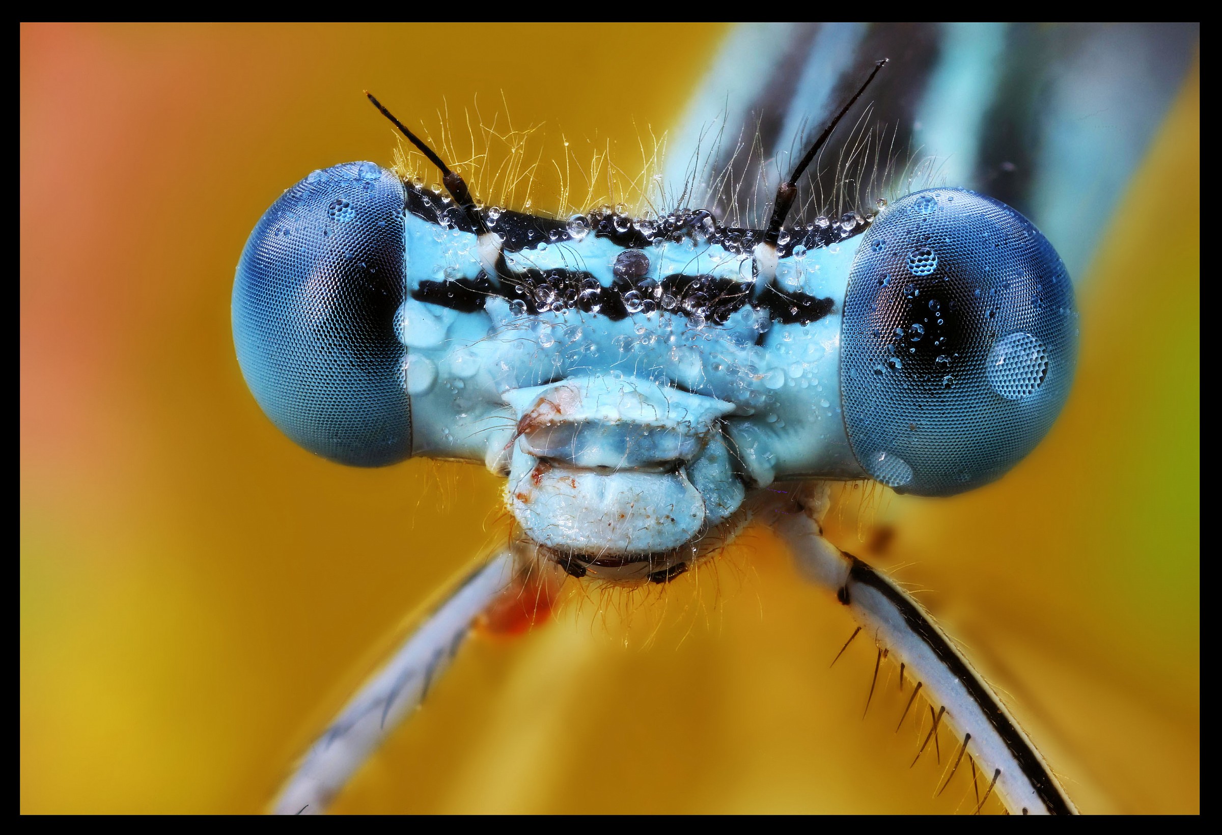 Platycnemis pennipes