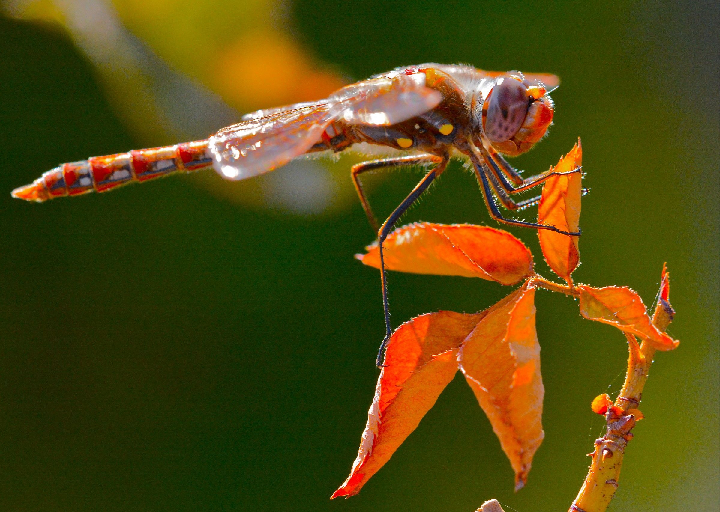 Variegato Meadowhawk libellula