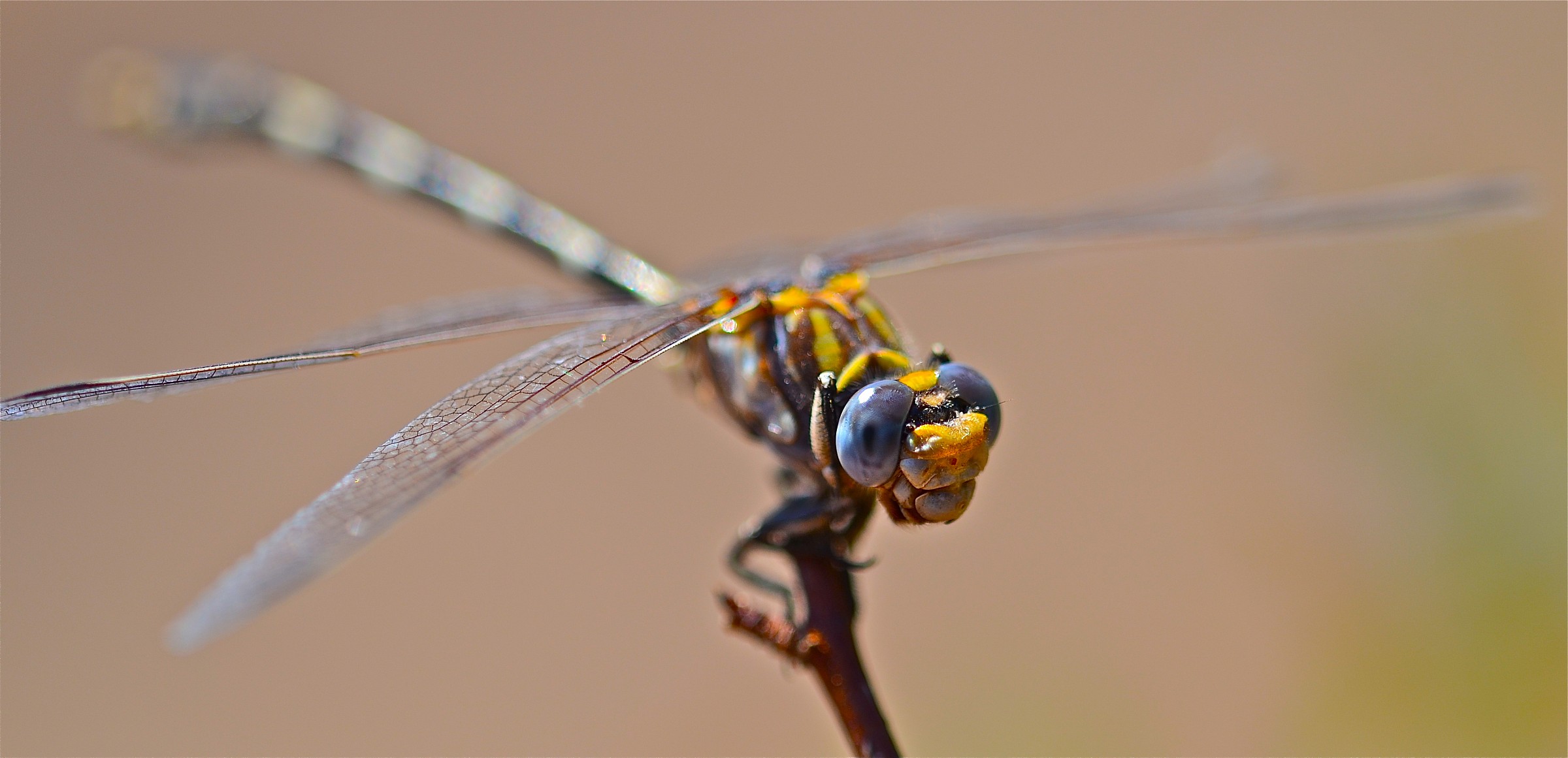 Gray Sanddragon dragonfly