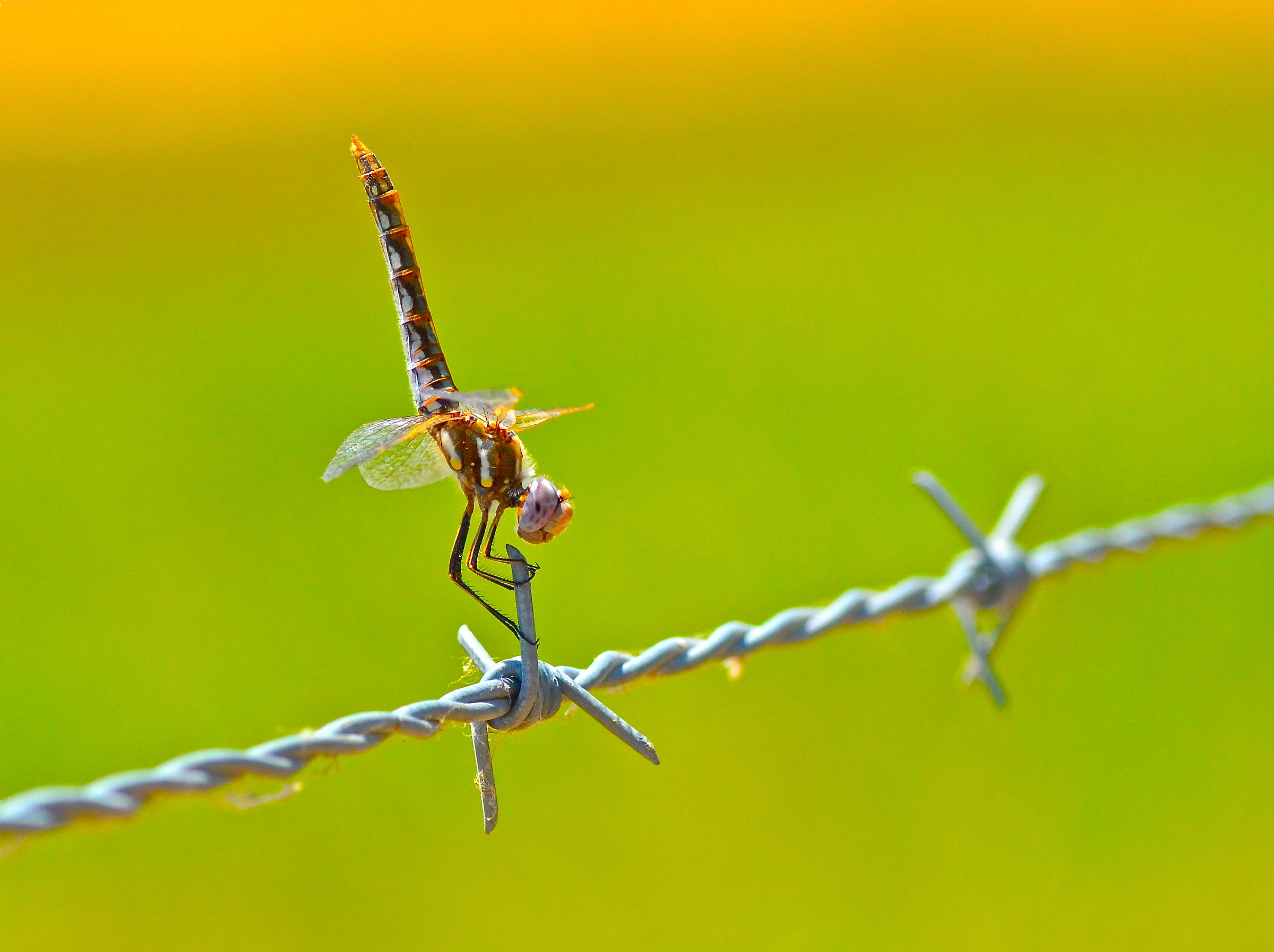 Female Variegated Meadowhawk dragonfly
