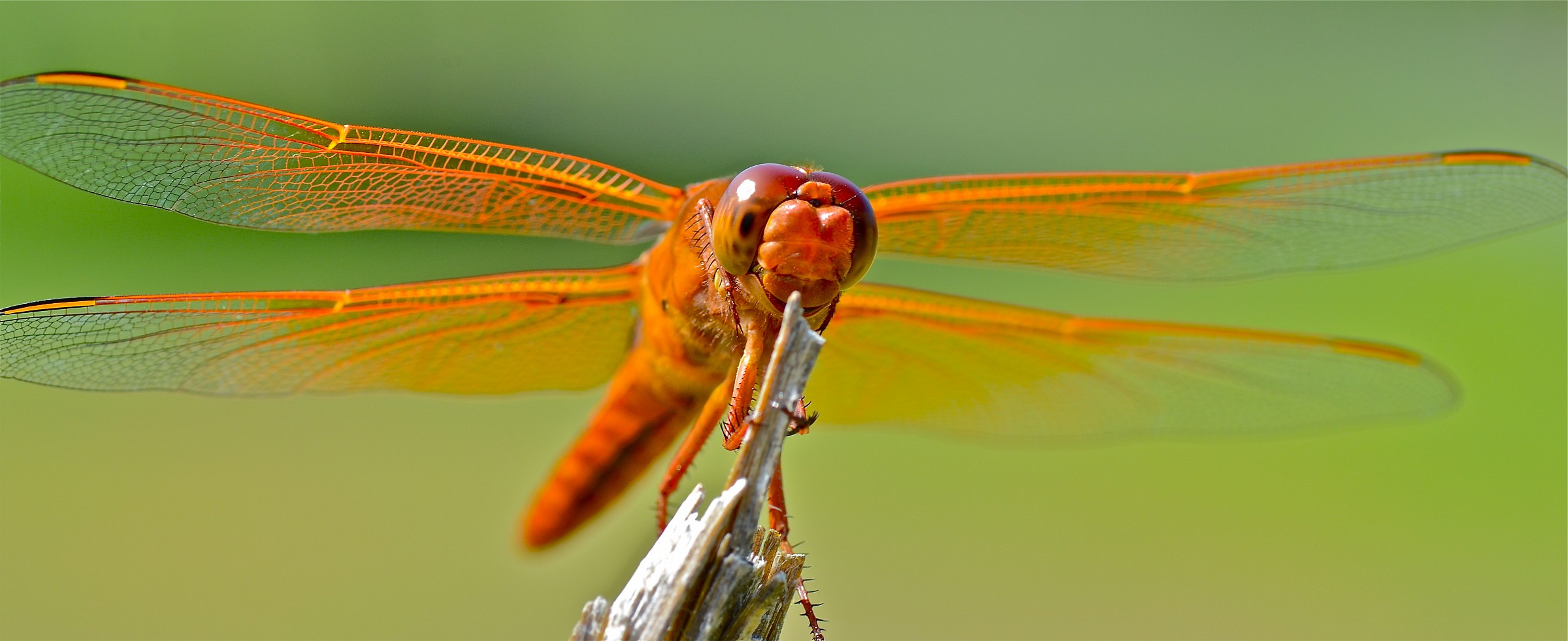 Fiamma Skimmer libellula