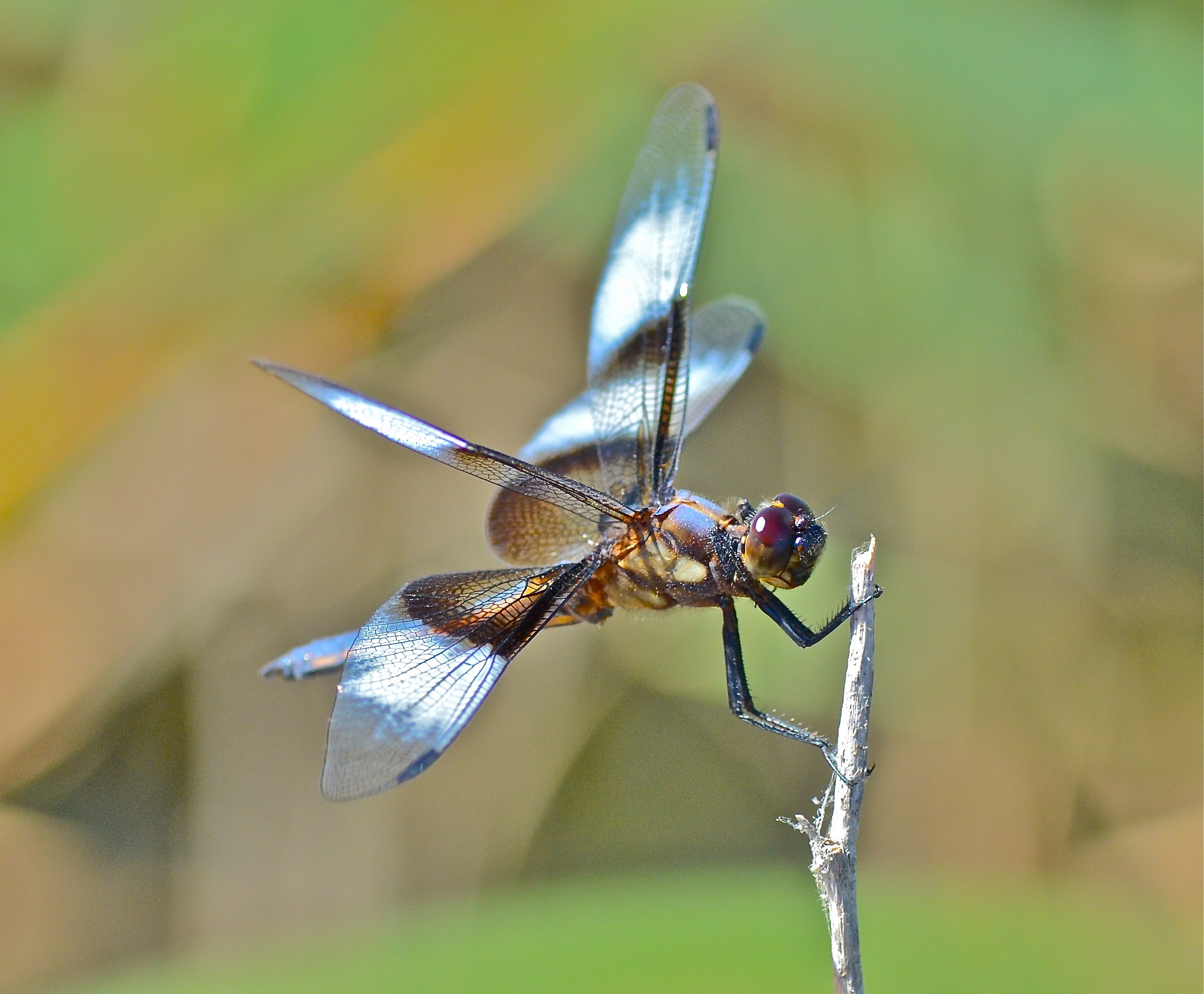 Quattro Spotted Skimmer