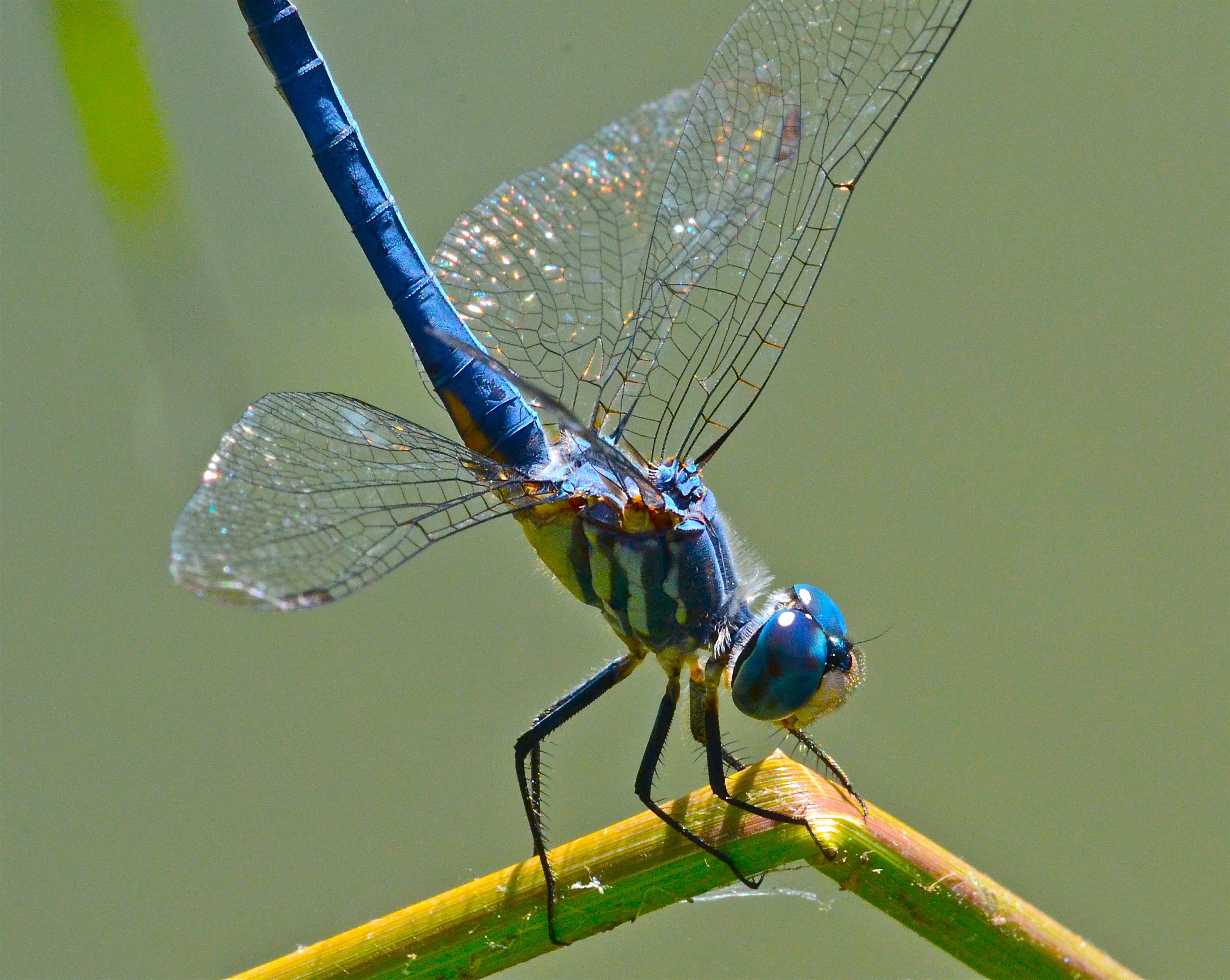 Blu Dasher libellula