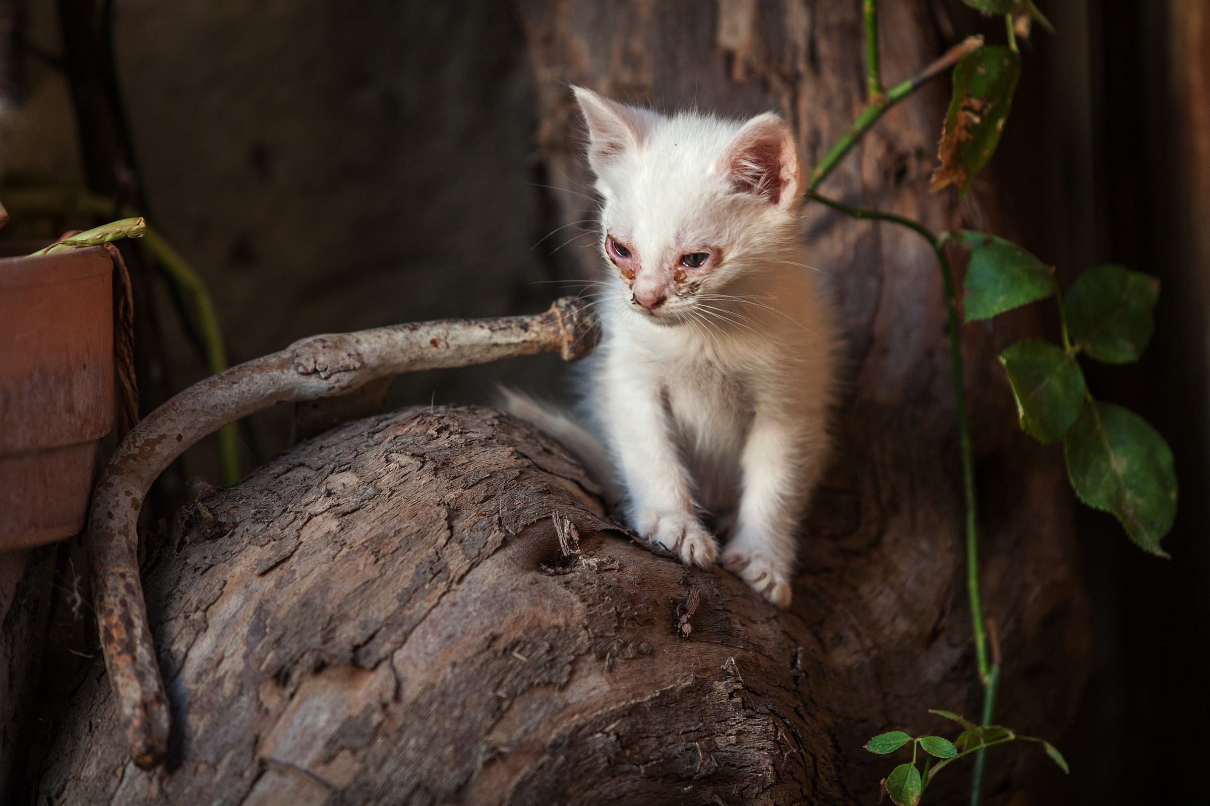 Piccolo e raffreddato