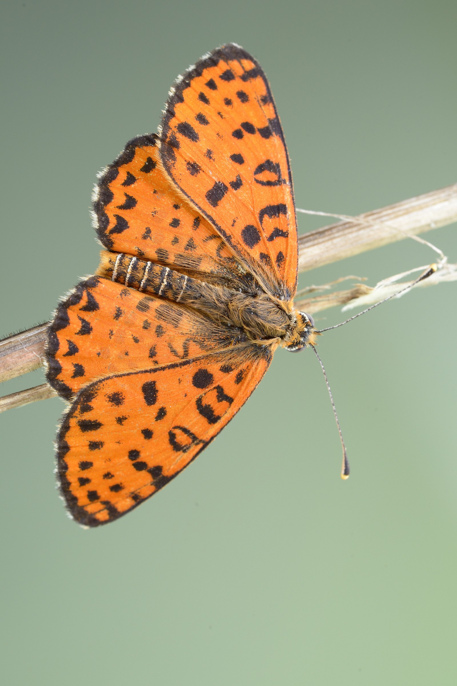 melitaea
