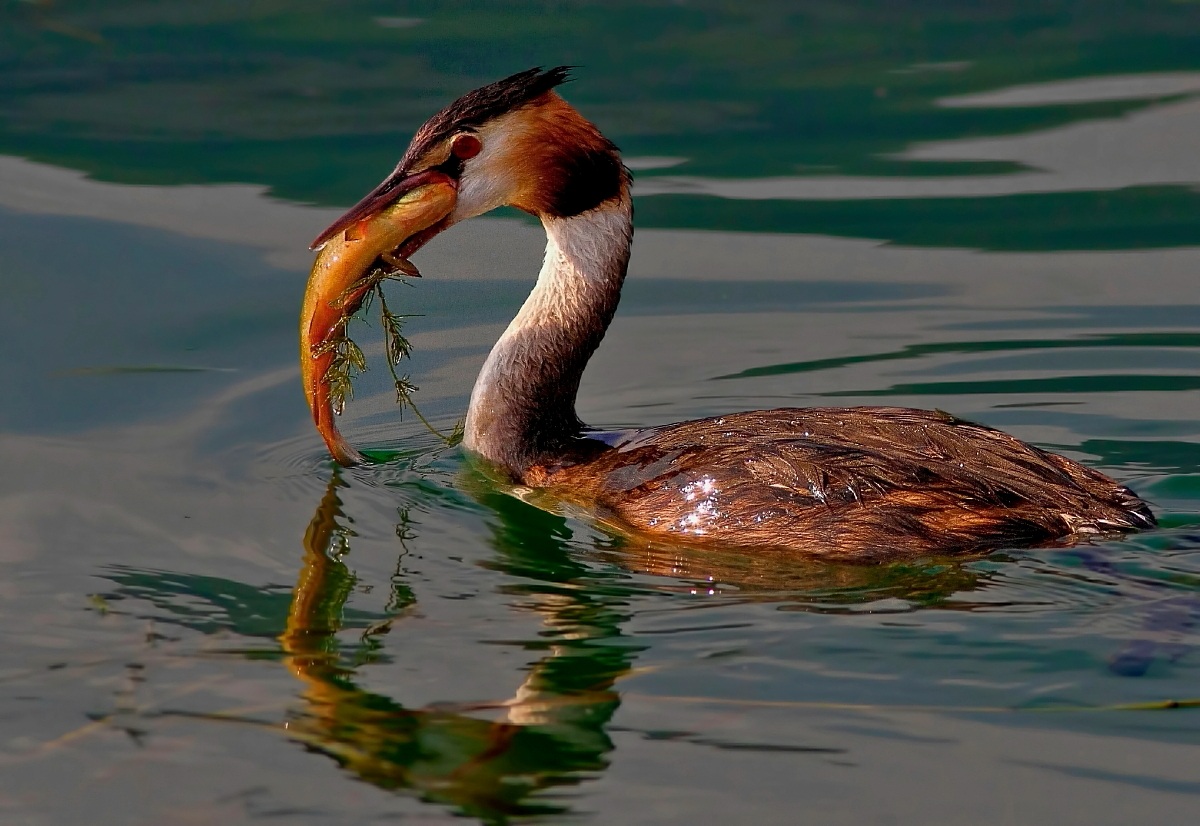Svasso con piccola tinca