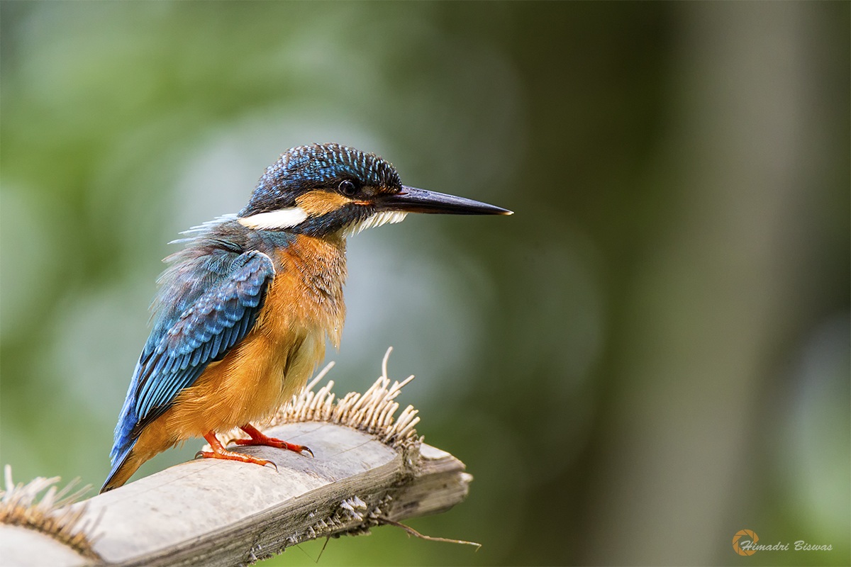 Common Kingfisher