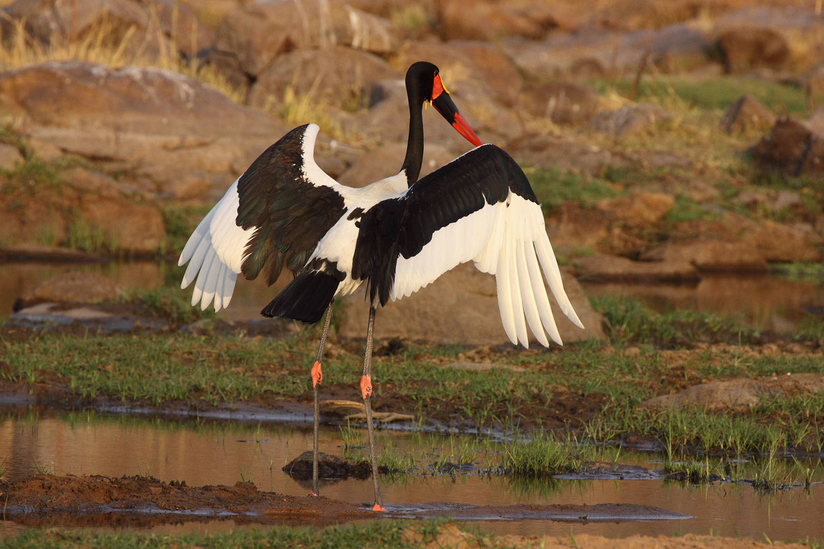 Cicogna dal becco a sella