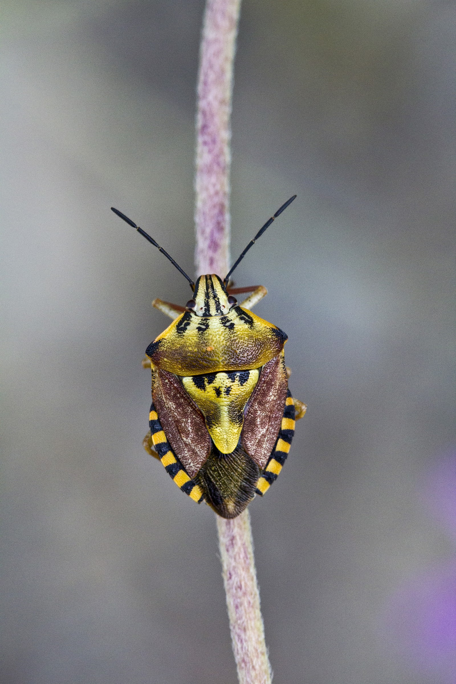 Carpocoris mediterraneus mediterraneus