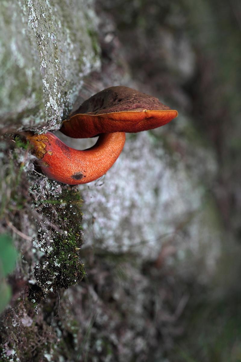 Free climbing (Boletus erytropus
