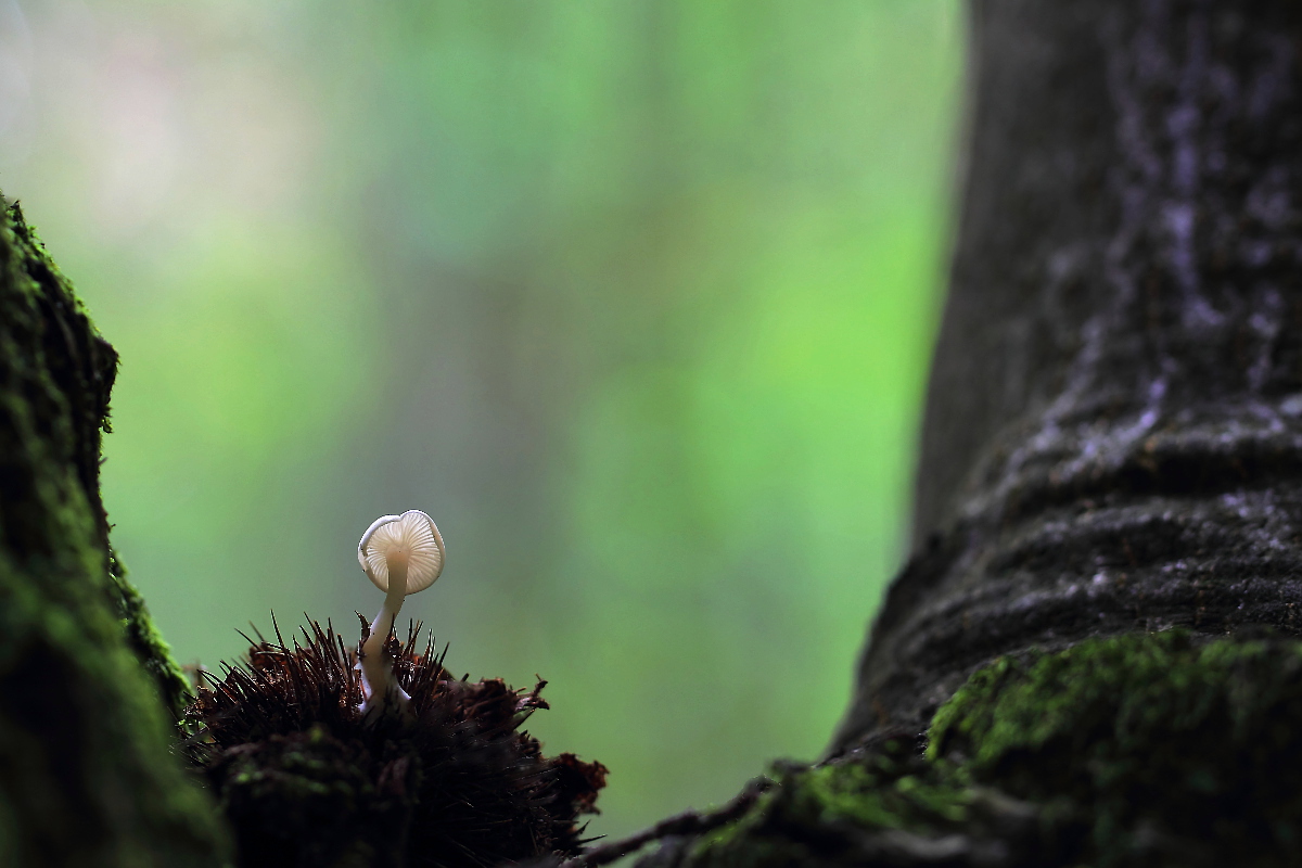 towards the light (Hemimycena sp.)