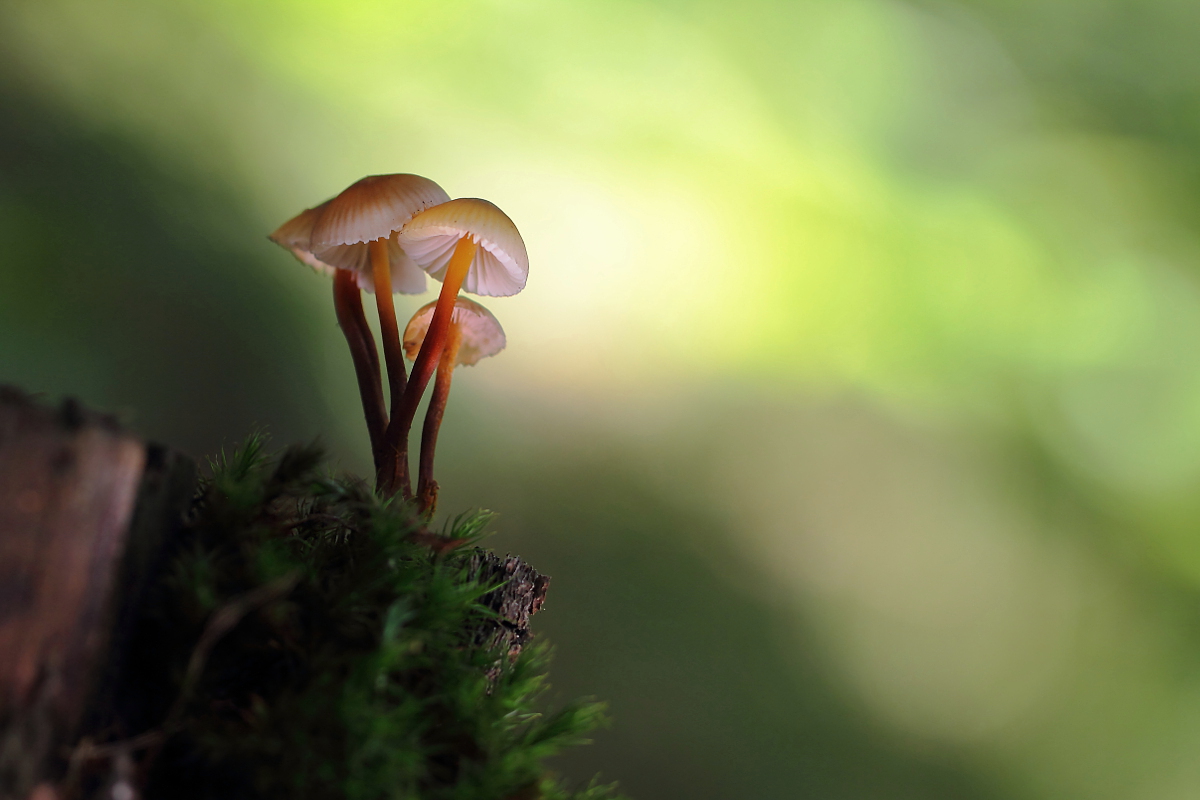 Mycena sp