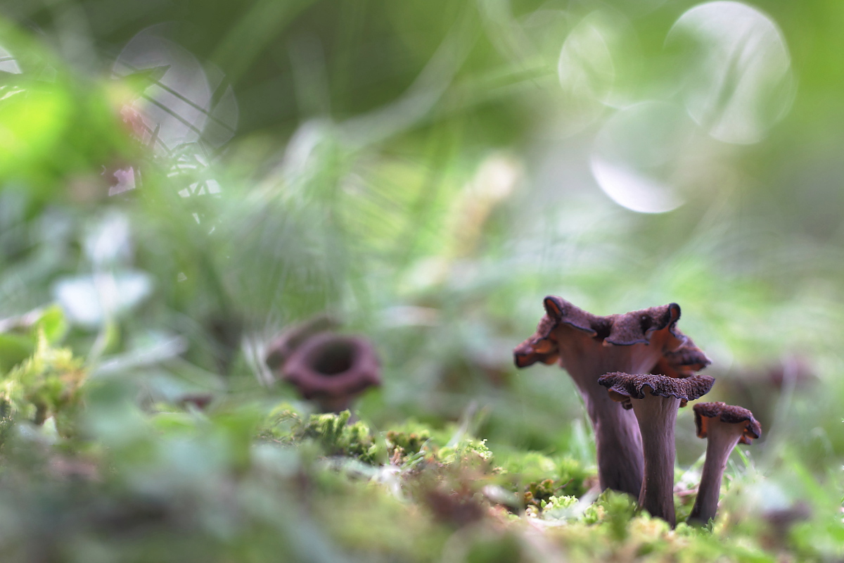 Craterellus cornucopioides