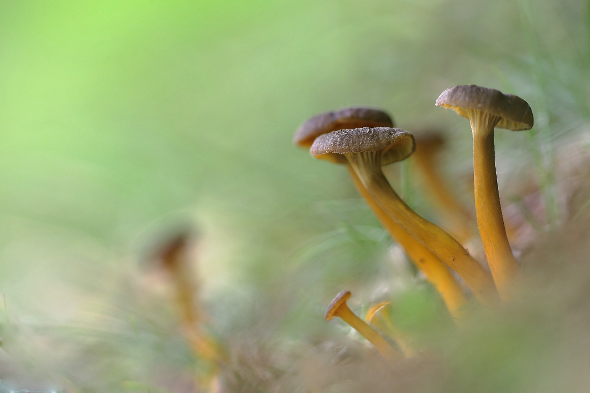 Cantharellus tubaeformis