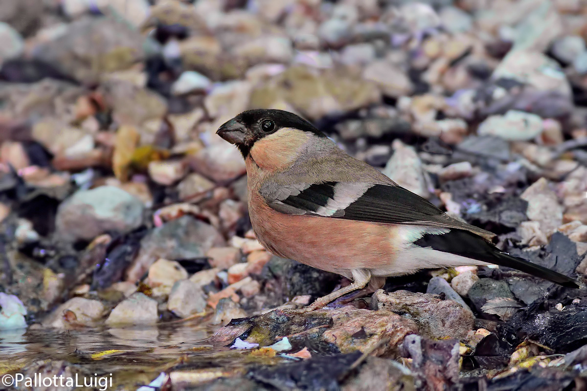 Ciuffolotto(Pyrrhula pyrrhula)