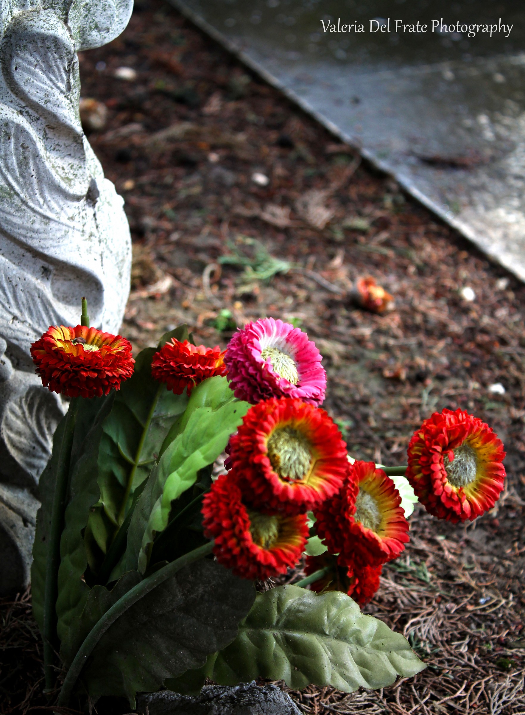 New Life at the cemetery