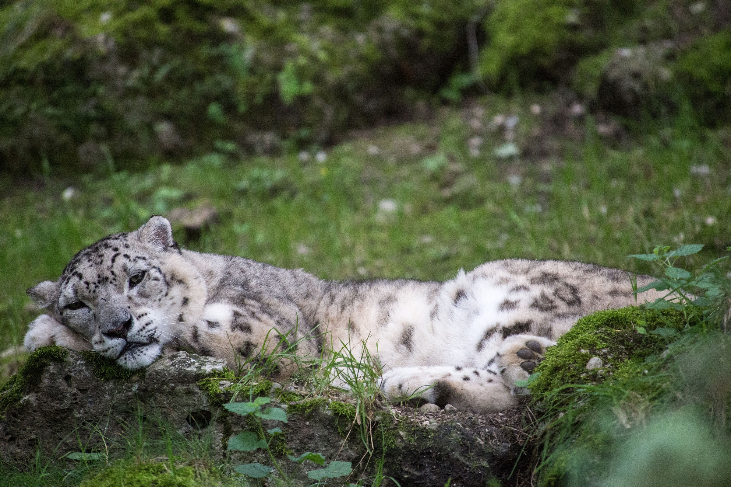 il riposo del micione delle nevi..