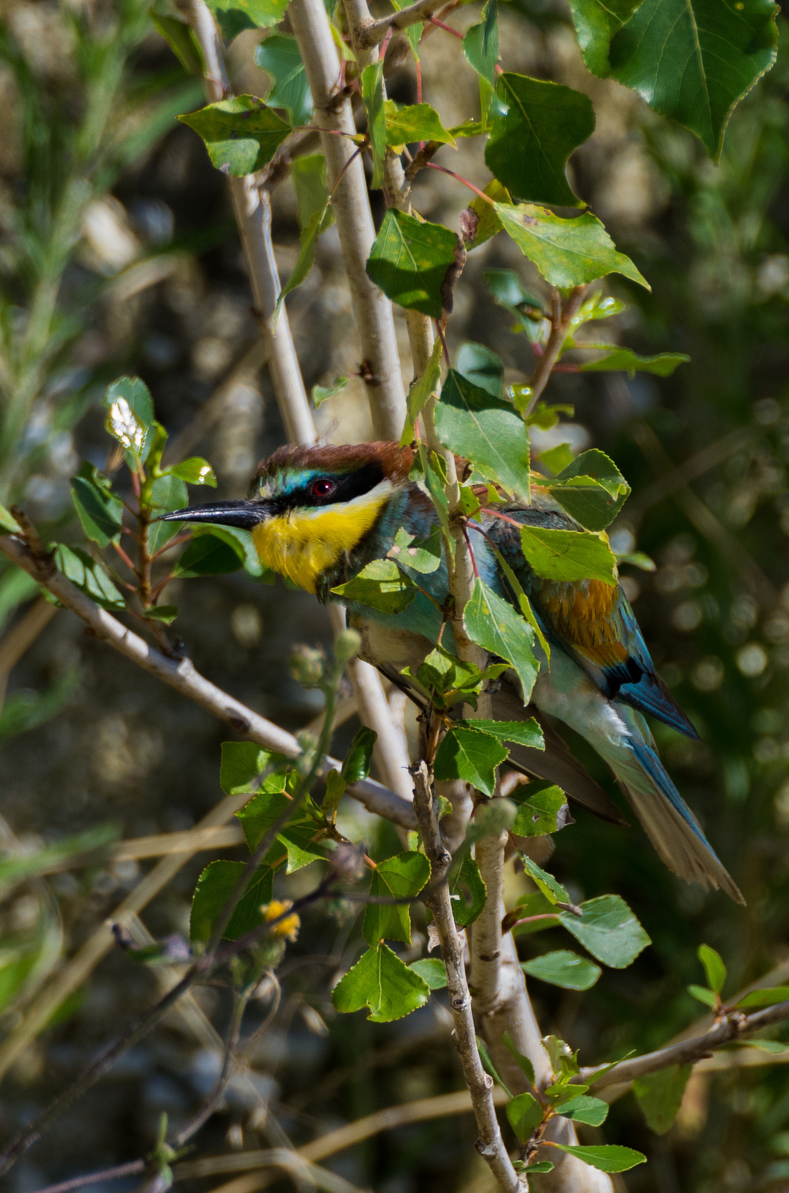 nascondiamoci un po...