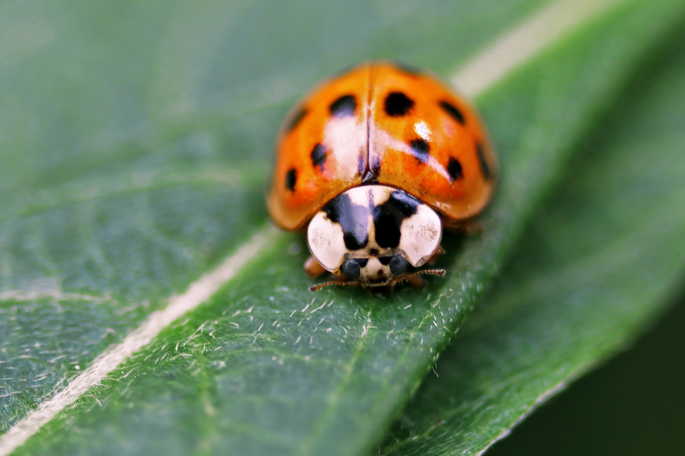 Coccinella
